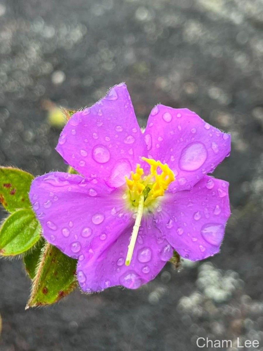 Osbeckia rubicunda Arn.